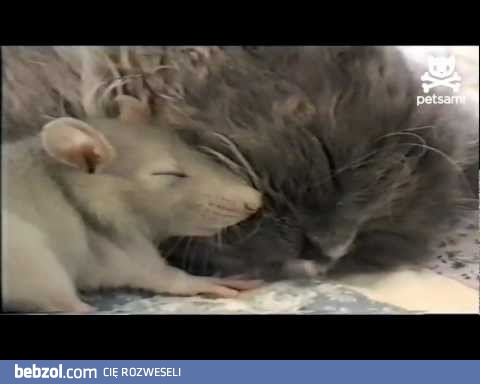 Kot przytula mysz