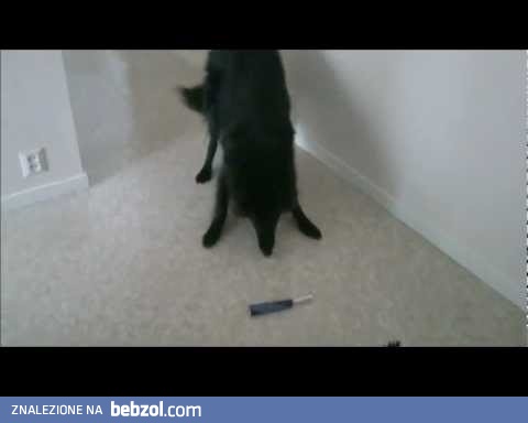 Pies kontra elektryczna szczoteczka