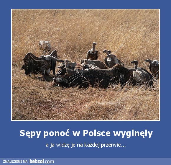 Sępy ponoć w Polsce wyginęły
