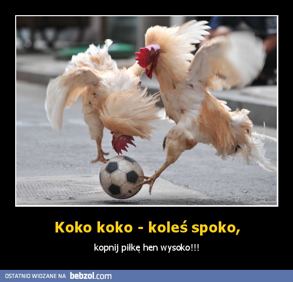 Koko koko - koleś spoko,