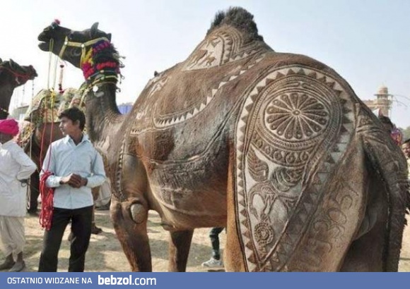 Luksusowy wielbłąd