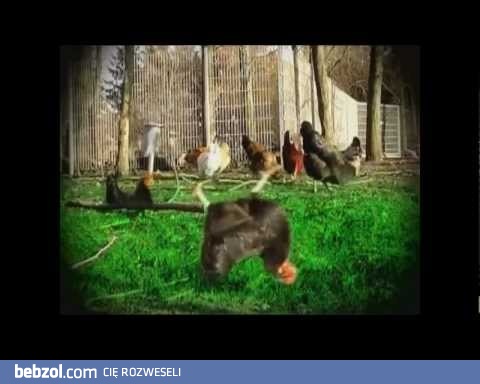 Gotye feat. Jarzębina - Koko Euro spoko!