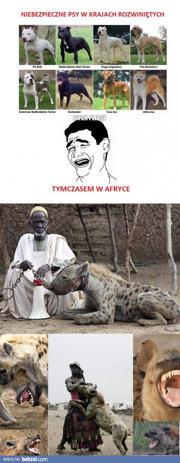 Niebezpieczne zwierzaki