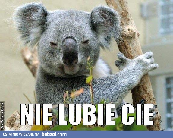 Zły koala, jest zły!