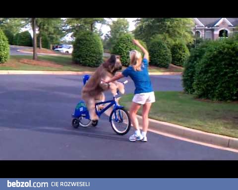 Pies jeździ na rowerze