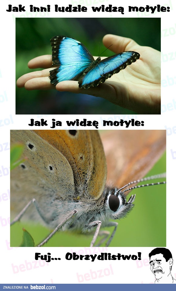 Motylki