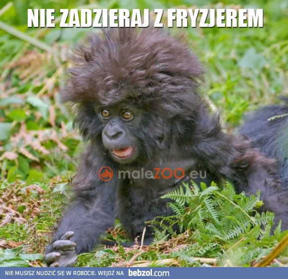 Nie zadzieraj z fryzjerem