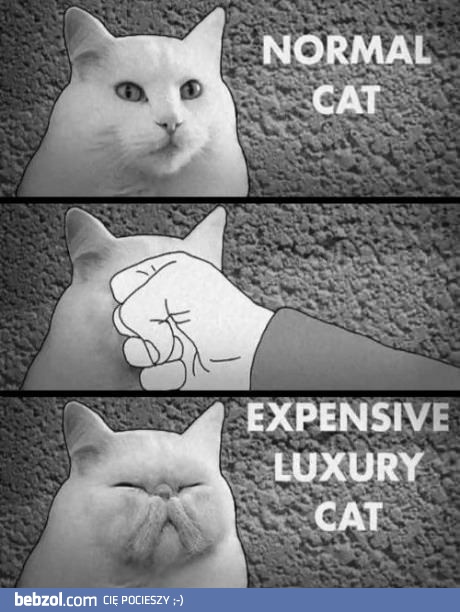 Różnica pomiędzy normalnym, a drogim kotem luksusowym