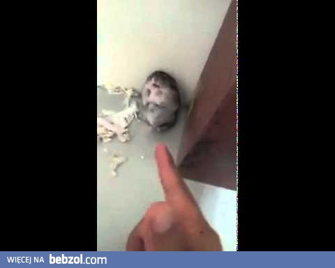 Zastrzelił chomika! +18