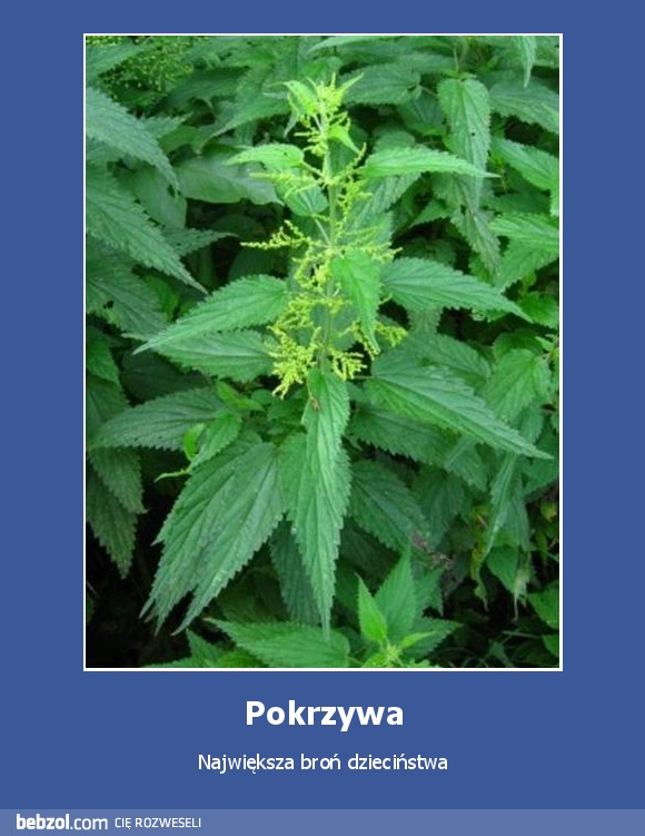 Pokrzywa
