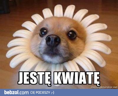 Jestę kwiatę!