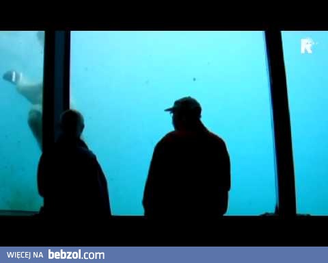 Niedźwiedź polarny rozbija szybę kamieniem w ZOO