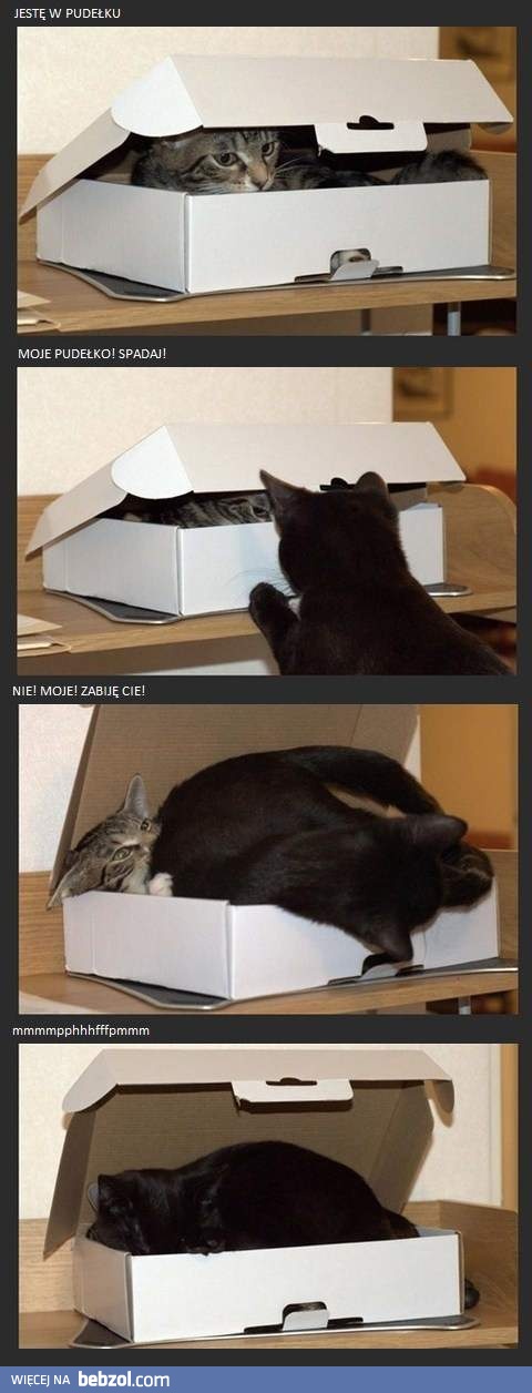 Koty i pudełko