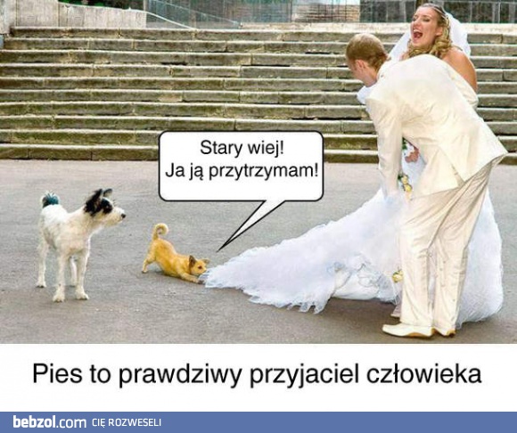 Pies to najlepszy przyjaciel