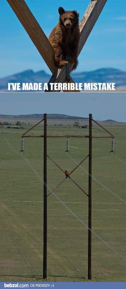 Misio wspiął się za wysoko