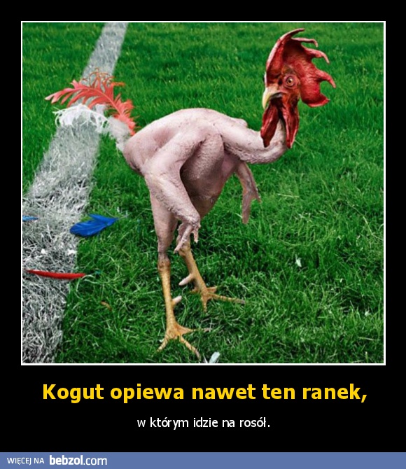 Kogut opiewa nawet ten ranek,