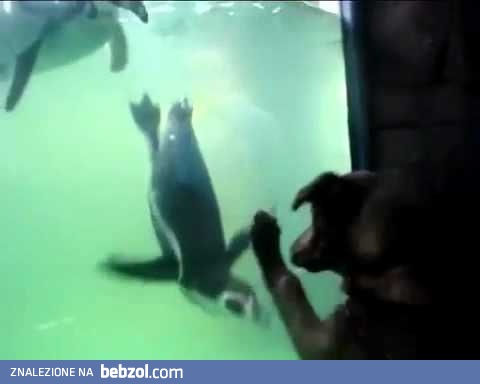 Pies bawi się z pingwinem