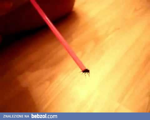 Jak łapać muchę za pomocą słomki?