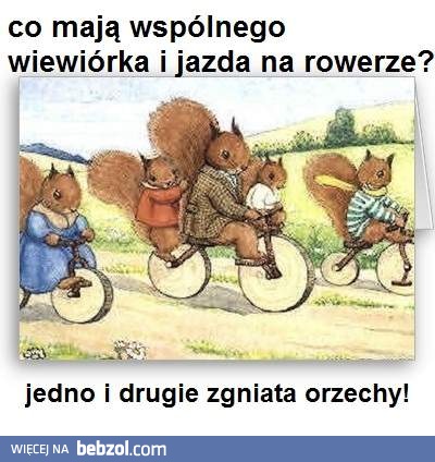 Wiewiórka i jazda na rowerze