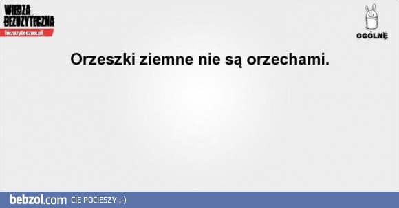 Ciekawostka o orzeszkach ziemnych