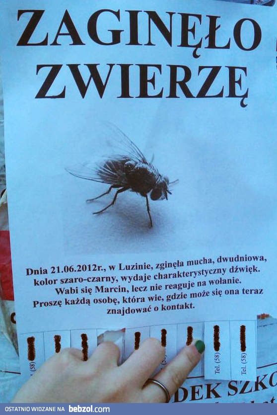 Zaginęło zwierzę!