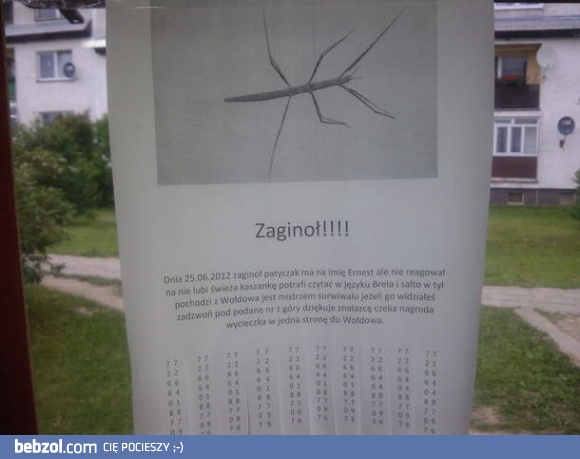 Zagoniony zwierzaczek