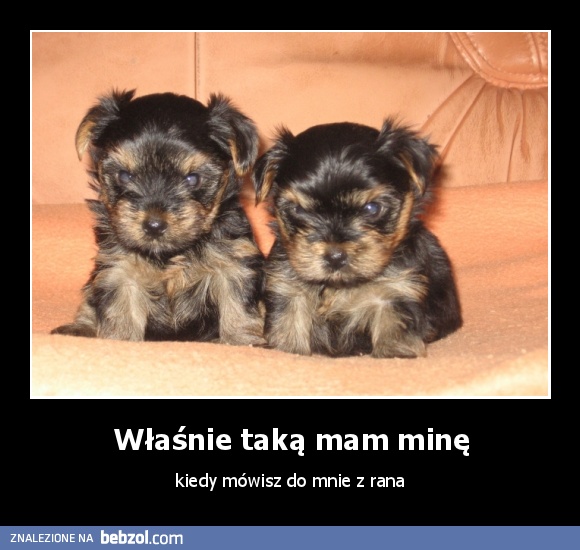 Właśnie taką mam minę