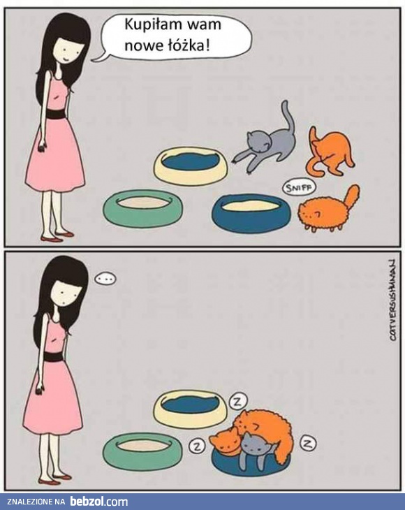 Nowe łóżka dla kotów