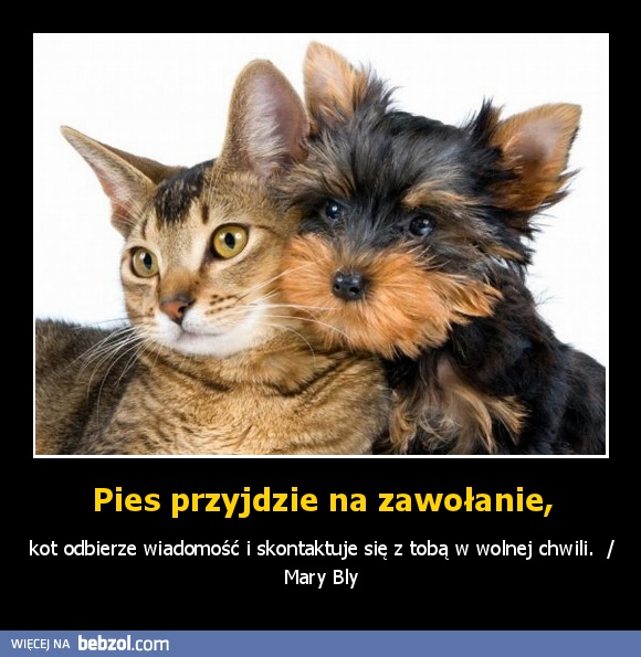 Pies przyjdzie na zawołanie,