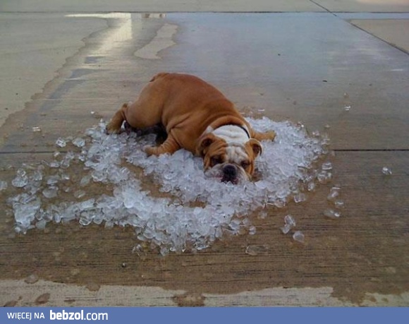 Niezawodny sposób na upał