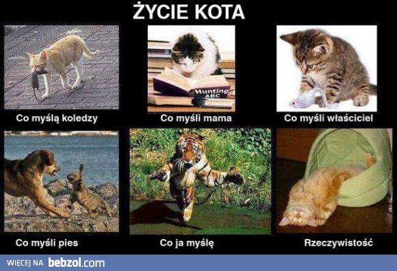 Życie kota