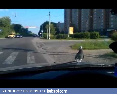 Gołąb, któremu nie chce się latać