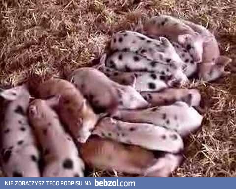 Śpiące słodkie kotleciki 