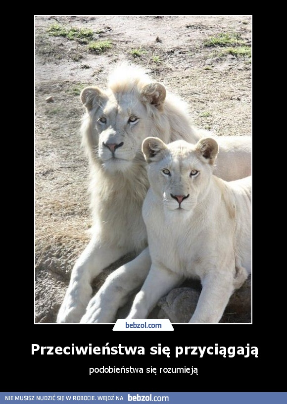 Przeciwieństwa się przyciągają