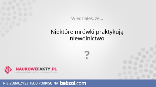 Mrówki i niewolnictwo
