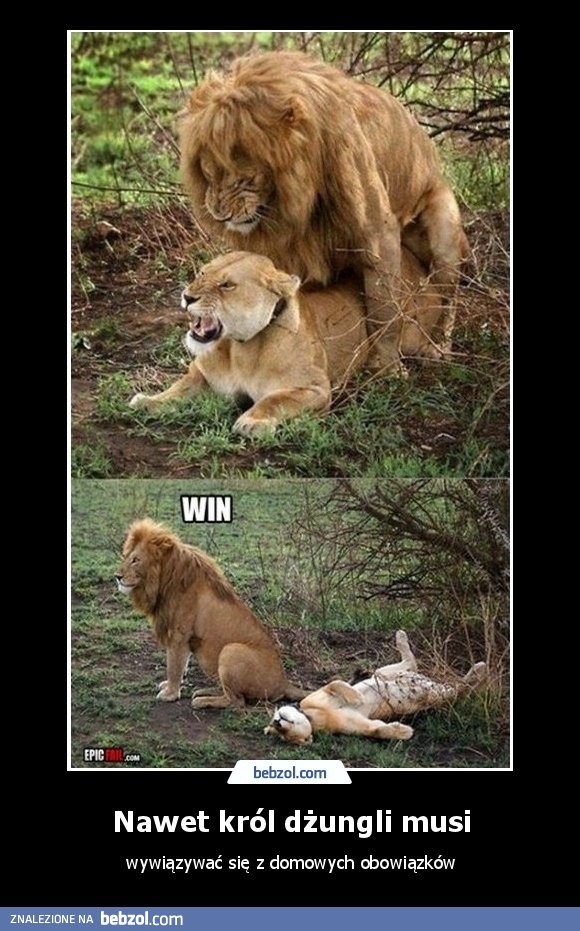 Nawet król dżungli musi...
