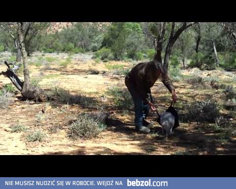 Jak złapać kangura?