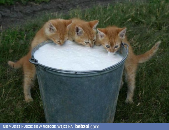 Mleczka nigdy za wiele