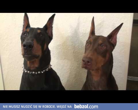 Rozczarowany doberman