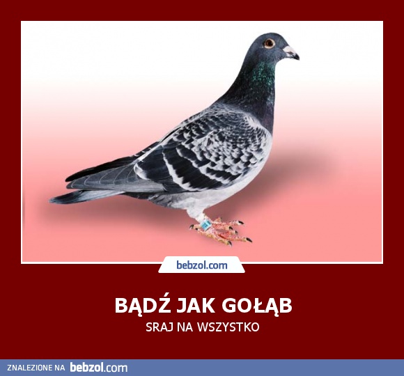 BĄDŹ JAK GOŁĄB