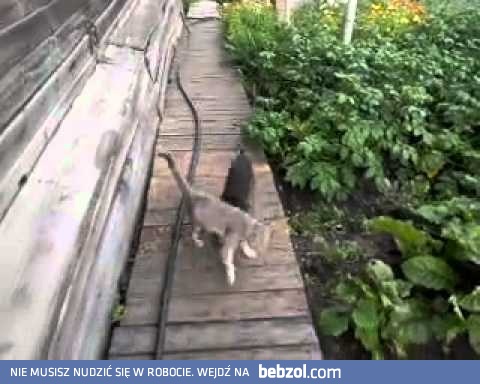 Sposób na leniwego kota