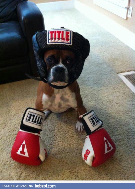 Bokser z krwi i kości