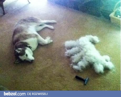 Uczesałem psa i okazało się, że mam teraz 2!