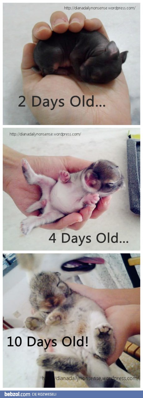 Po prostu króliczek