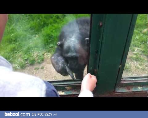 Szympans pokazuje jak mu pomóc w ucieczce z zoo