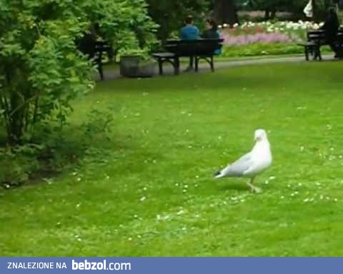 Pożarła żywcem wróbla w parku