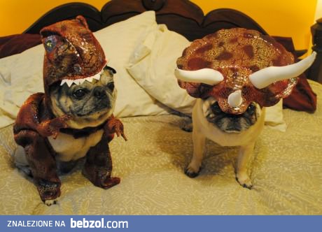 Dinozaury nie wyginęły