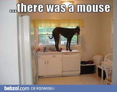Mysz!