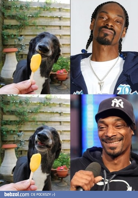 Yo Dogg