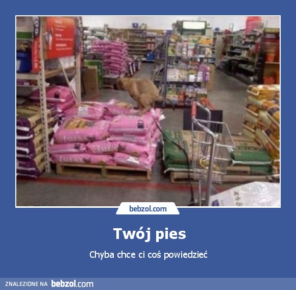 Twój pies